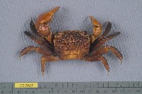 藏品(邁氏新脹蟹)的圖片